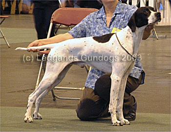 3rd Limit Dog
